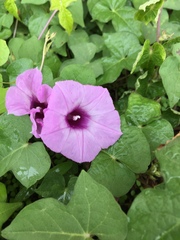 Ipomoea cordatotriloba