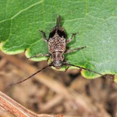 Exocentrus punctipennis