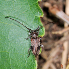 Exocentrus punctipennis