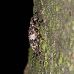 Leiopus linnei