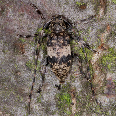 Leiopus linnei
