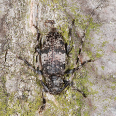 Leiopus linnei