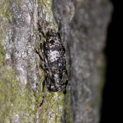 Leiopus linnei