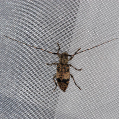 Leiopus linnei