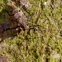 Mesosa curculionoides