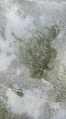 Draparnaldioides baicalensis