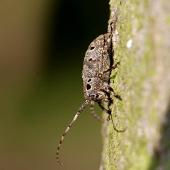 Mesosa curculionoides