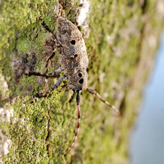 Mesosa curculionoides