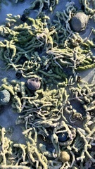 Draparnaldioides baicalensis