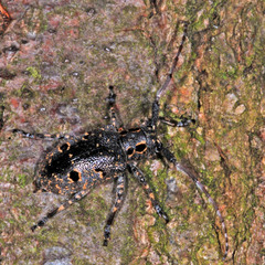 Mesosa curculionoides