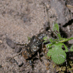 Mesosa nebulosa