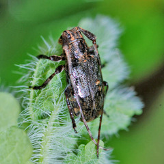 Mesosa nebulosa