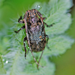 Mesosa nebulosa
