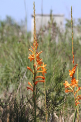 Watsonia