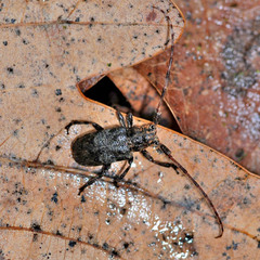 Mesosa nebulosa