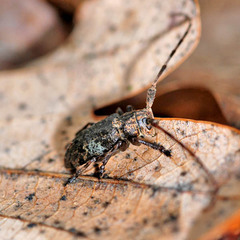 Mesosa nebulosa