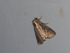 Condica illecta