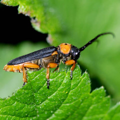 Phytoecia affinis