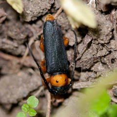 Phytoecia affinis