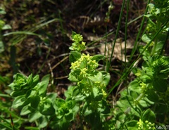 Cruciata laevipes
