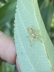 Opisthoncus quadratarius