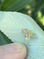 Opisthoncus quadratarius