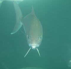 Seriola dumerili