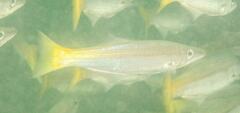 Dinolestes lewini