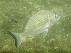 Acanthopagrus australis