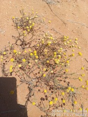 Oncosiphon pilulifer