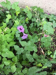 Ipomoea cordatotriloba
