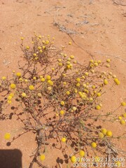 Oncosiphon pilulifer