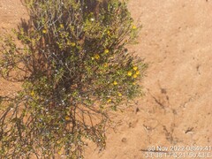 Oncosiphon pilulifer