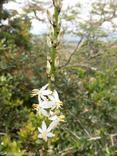 Chlorophytum bowkeri (Chlorophytum bowkeri)