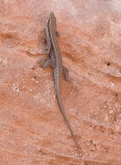 Phoenicolacerta kulzeri petraea