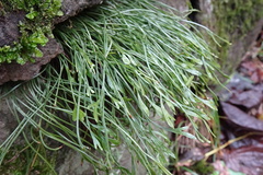 Asplenium septentrionale