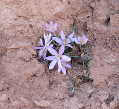 Colchicum stevenii