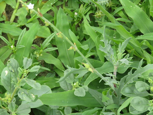 Image of Oxygonum alatum by (c) Murphy Tladi, some rights reserved (CC BY)