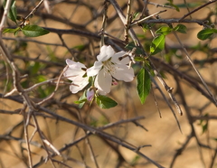 Prunus amygdalus