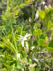 Chlorophytum bowkeri
