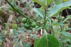 Solanum chenopodioides