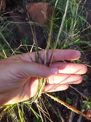Heteropogon contortus