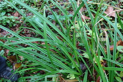 Carex pendula