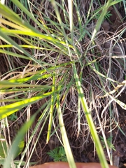 Heteropogon contortus