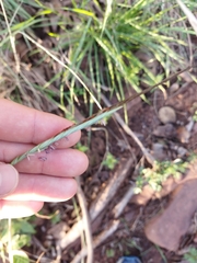 Heteropogon contortus
