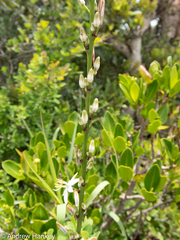 Chlorophytum bowkeri
