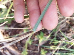 Heteropogon contortus