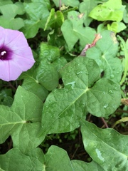 Ipomoea cordatotriloba