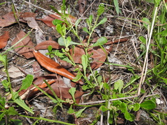 Sphaeromorphaea australis