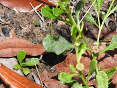 Sphaeromorphaea australis